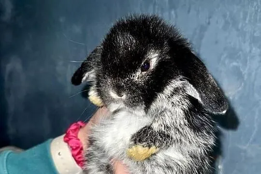 Mini Lop Królik Miniaturka Teddy Króliki, Podkarpackie, Godowa