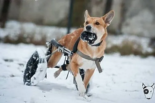 TOFFIK ! Kto dogoni psa, co na wózku gna ? ,  mało