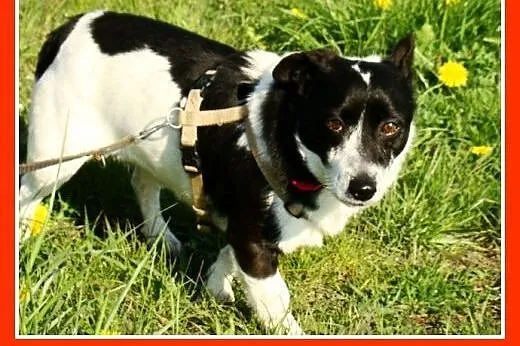 Mały,łaciaty sympatyczny PEPE, przyjazny i łagodny.Adopcja.,  małopolskie Kraków
