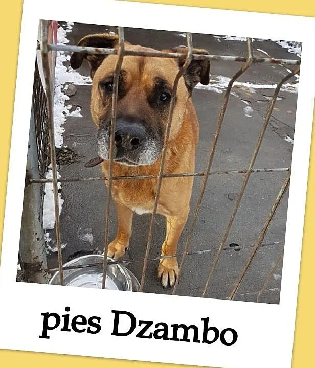 Tęskniący za swoim czowiekiem,smutny,przyjazny,w typie amstaffa,pies DŻAMBO.Adopcja., Mazowieckie, Warszawa