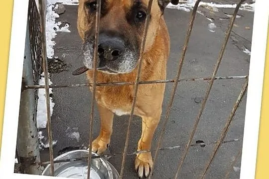 Tęskniący za swoim czowiekiem,smutny,przyjazny,w typie amstaffa,pies DŻAMBO.Adopcja., Mazowieckie, Warszawa