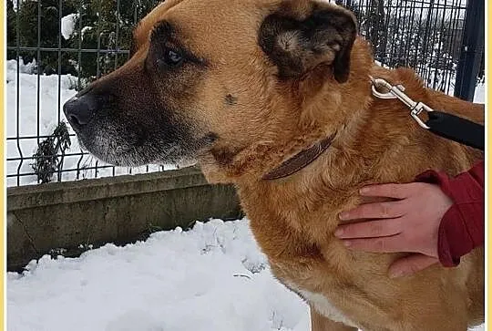 Tęskniący za swoim czowiekiem,smutny,przyjazny,w typie amstaffa,pies DŻAMBO.Adopcja., Mazowieckie, Warszawa