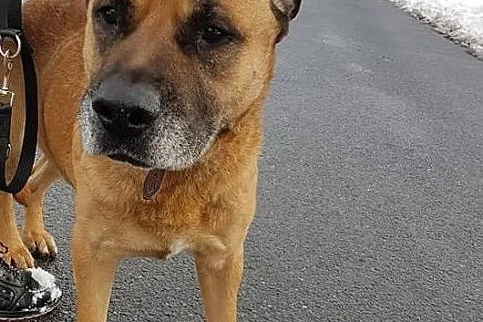 Tęskniący za swoim czowiekiem,smutny,przyjazny,w typie amstaffa,pies DŻAMBO.Adopcja., Mazowieckie, Warszawa