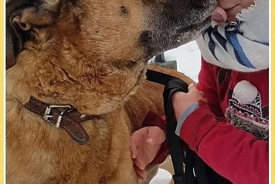 Tęskniący za swoim czowiekiem,smutny,przyjazny,w typie amstaffa,pies DŻAMBO.Adopcja., Mazowieckie, Warszawa
