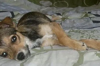 4-mies. piesek-suczka do adopcji,  lubelskie Lublin