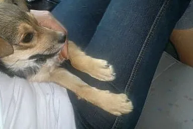 4-mies. piesek-suczka do adopcji,  lubelskie Lubli