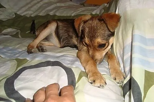 4-mies. piesek-suczka do adopcji,  lubelskie Lubli