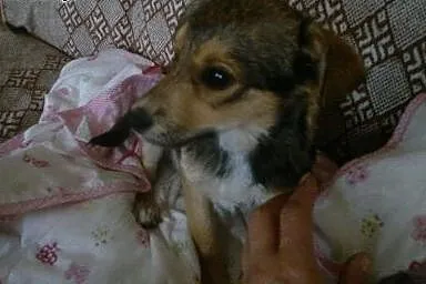 4-mies. piesek-suczka do adopcji,  lubelskie Lubli