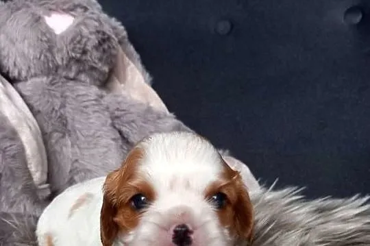 Cavalier King Charles Spaniel, Opolskie, Strzelce Opolskie