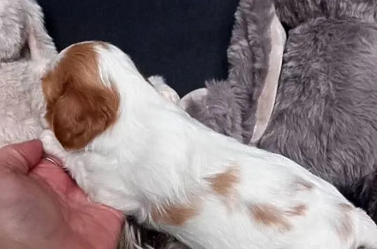 Cavalier King Charles Spaniel, Opolskie, Strzelce Opolskie