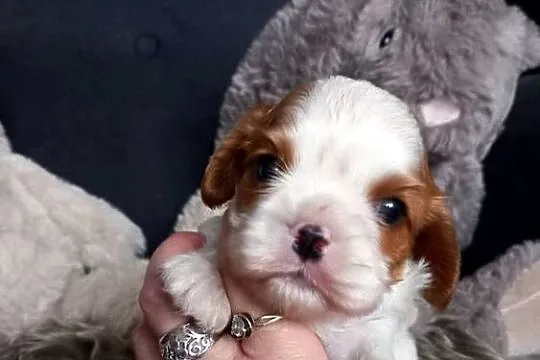 Cavalier King Charles Spaniel, Opolskie, Strzelce Opolskie