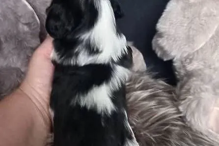 Cavalier King Charles Spaniel, Opolskie, Strzelce Opolskie