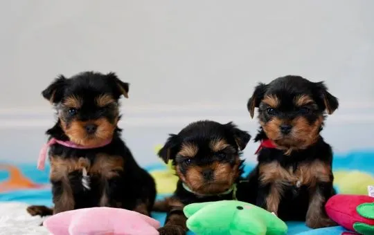 YORKSHIRE TERRIER, szczeniak na sprzedaż, kontakt przez Whatsapp +48736614543, , Donaborów