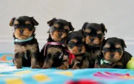 YORKSHIRE TERRIER, szczeniak na sprzedaż, kontakt przez Whatsapp +48736614543