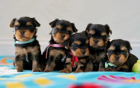 YORKSHIRE TERRIER, szczeniak na sprzedaż, kontakt przez Whatsapp +48736614543