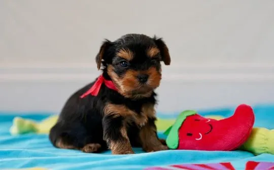 YORKSHIRE TERRIER, szczeniak na sprzedaż, kontakt przez Whatsapp +48736614543, , Donaborów