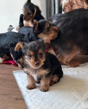 YORKSHIRE TERRIER, szczeniak na sprzedaż, kontakt przez Whatsapp +48736614543, , Donaborów