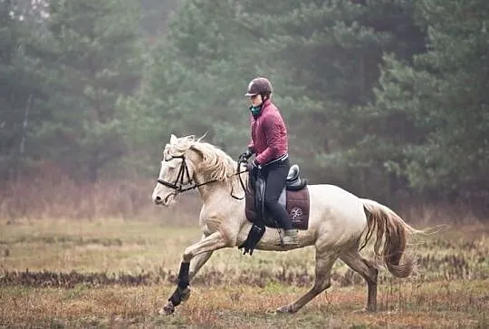 Klacz rasy Hiszpański koń sportowy