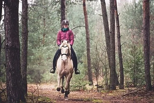 Klacz rasy Hiszpański koń sportowy