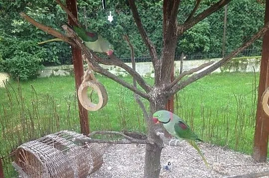 Woliera ogrodowa ozdobna wraz z papugami