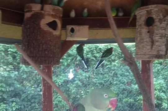 Woliera ogrodowa ozdobna wraz z papugami
