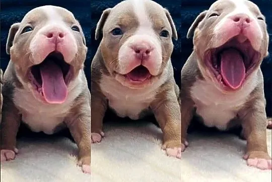 American bully ABKC
