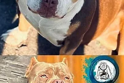 American bully ABKC, Kujawsko-pomorskie, Piotrków Kujawski