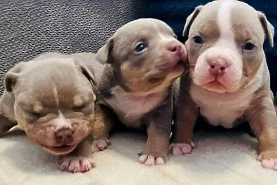 American bully ABKC, Kujawsko-pomorskie, Piotrków Kujawski