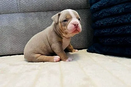 American bully ABKC, Kujawsko-pomorskie, Piotrków Kujawski