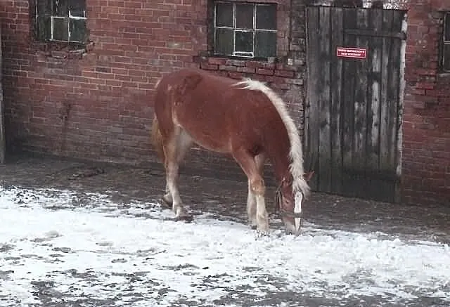 Sprzedam klacz zimnokrwistą