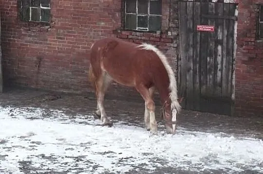 Sprzedam klacz zimnokrwistą