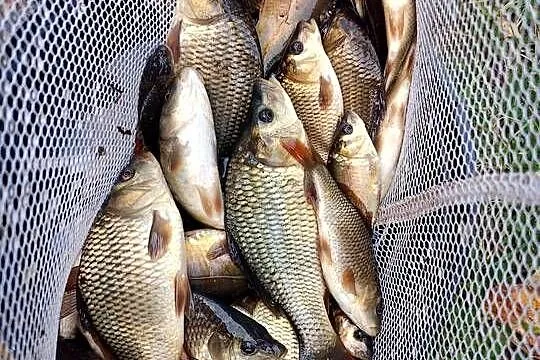 Narybek karp pełnołuski królewski okoń