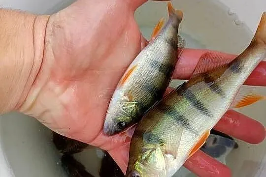 Narybek karp pełnołuski królewski okoń, Podkarpackie, Rakszawa