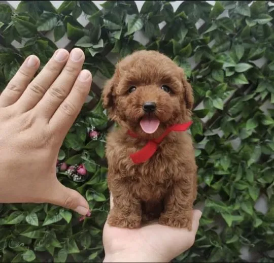 Szczenięta pudla do adopcji Urocze szczenięta pudla do adopcji e-mail: {{biancalaura905@gmail.com}}
