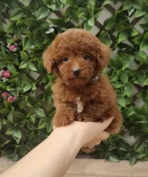 Szczenięta pudla do adopcji Urocze szczenięta pudla do adopcji e-mail: {{biancalaura905@gmail.com}}, , Szczecin