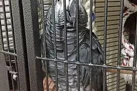 /// bardzo zsynchronizowana afrykańska papuga szar, Barczewo