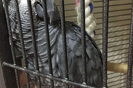 /// bardzo zsynchronizowana afrykańska papuga szar
