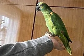 Amazonka niebieskoczelna samica