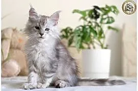 Guri uroczy jegomość kocurek maine coon