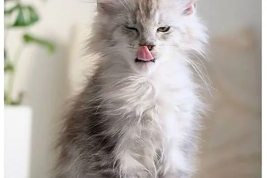 Guri uroczy jegomość kocurek maine coon, Mazowieckie, Warszawa
