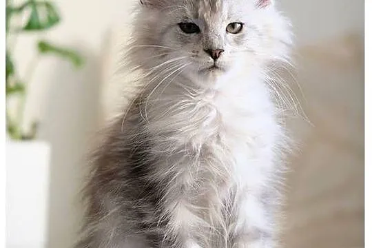 Guri uroczy jegomość kocurek maine coon, Mazowieckie, Warszawa
