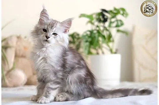 Guri uroczy jegomość kocurek maine coon, Mazowieckie, Warszawa