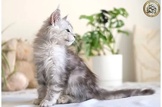 Guri uroczy jegomość kocurek maine coon, Mazowieckie, Warszawa