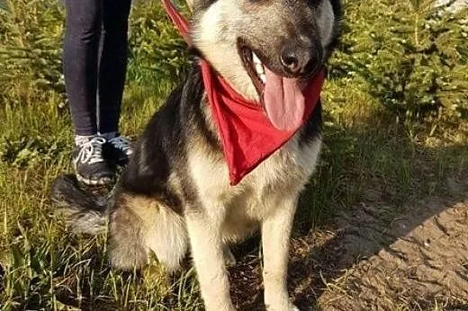 Wesoły, energiczny, kocha dzieci i zabawę - Mentos do adopcji!,  Kundelki cała Polska