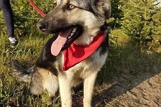 Wesoły, energiczny, kocha dzieci i zabawę - Mentos do adopcji!,  Kundelki cała Polska, 