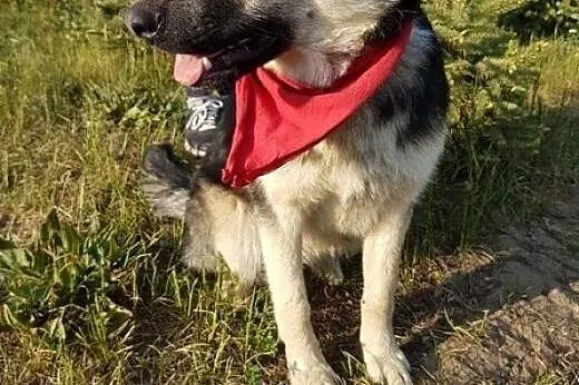 Wesoły, energiczny, kocha dzieci i zabawę - Mentos do adopcji!,  Kundelki cała Polska, 