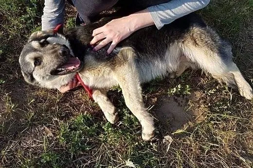 Wesoły, energiczny, kocha dzieci i zabawę - Mentos do adopcji!,  Kundelki cała Polska, 