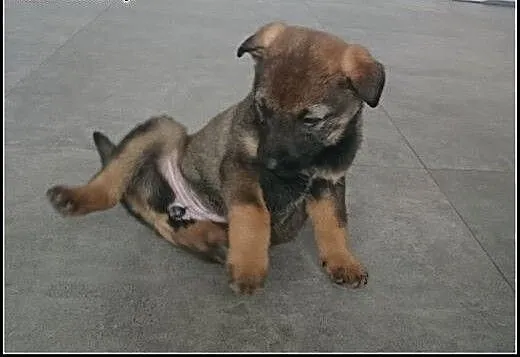 KOMU?! KOMU?! MAŁA Bearka CHCE DO DOMU!, mazowie
