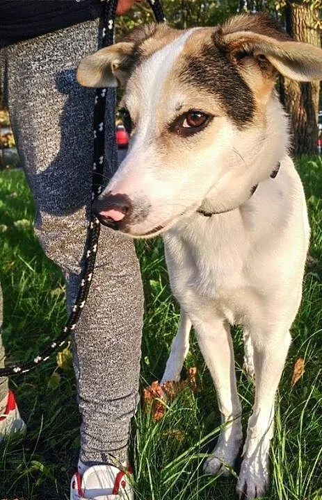 Biały - idealny pies - do adopcji, mazowieckie Wa