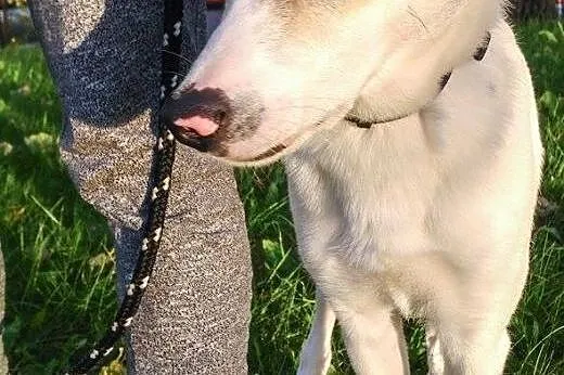 Biały - idealny pies - do adopcji,  mazowieckie Wa